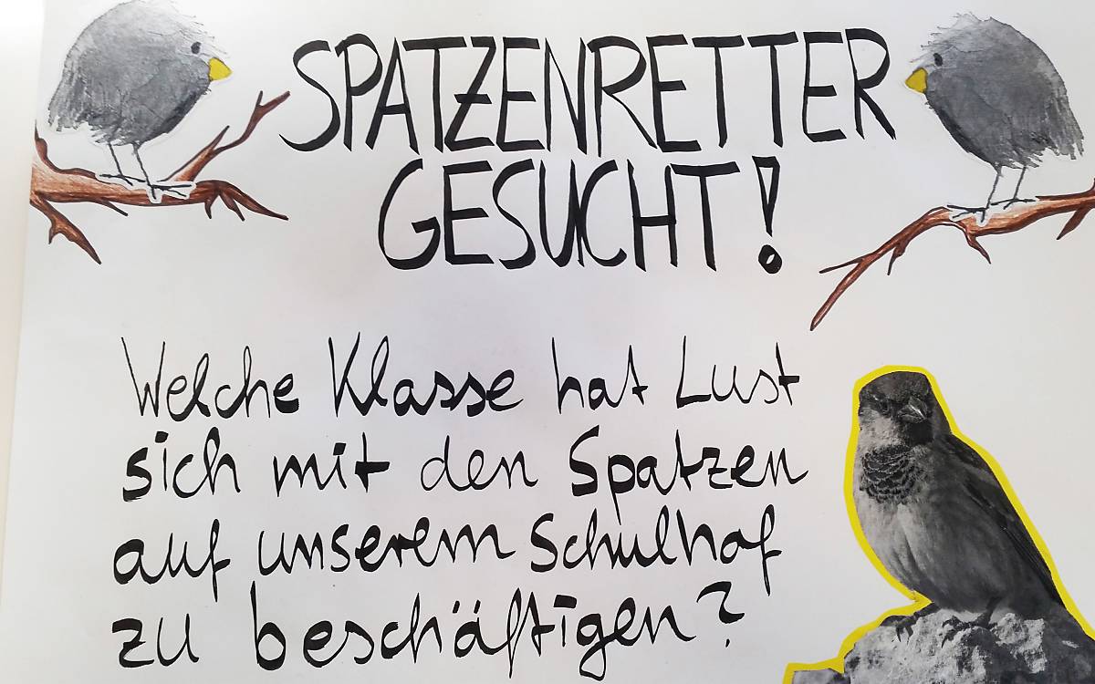 Spatzenretter gesucht!