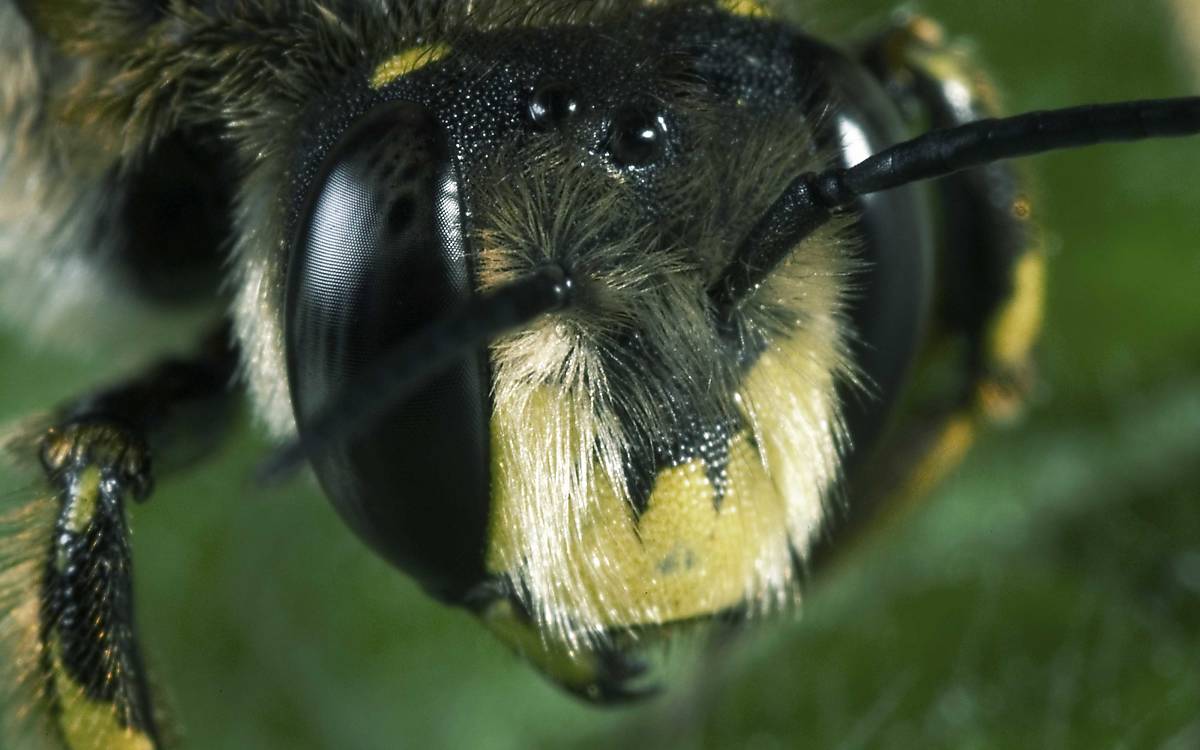 wildtier-webinar-wildbienen