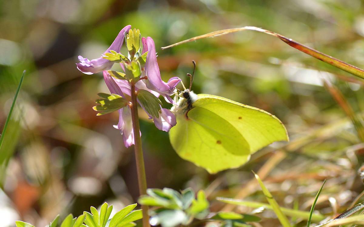 Frühjahrs-Kost: Der Lerchensporn ist eine der ersten Nahrungsquellen für Insekten im Frühling, auch für den Zitronenfalter.