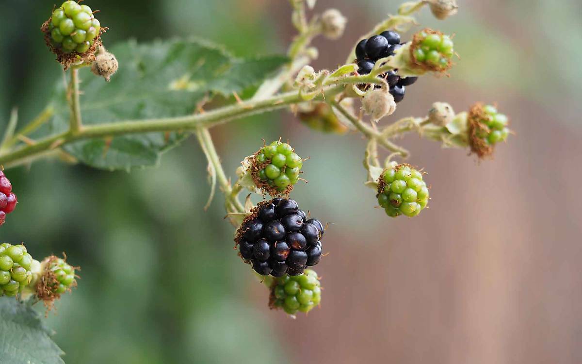 Die Blüten von Beerensträuchern wie der Brombeere sind eine Nektarquelle für viele Schmetterlingsarten. Der Brombeerstrauch ist gleichzeitig Futterpflanze für die Raupen mancher Tagfalter.