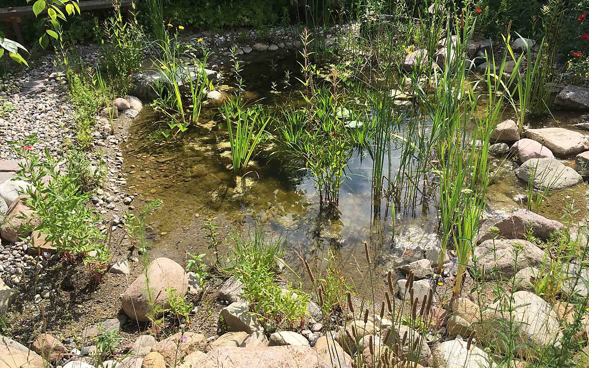 Einen Teich oder eine kleine Wasserstelle nutzen viele Tiere zum Trinken, Baden oder als Lebensraum.