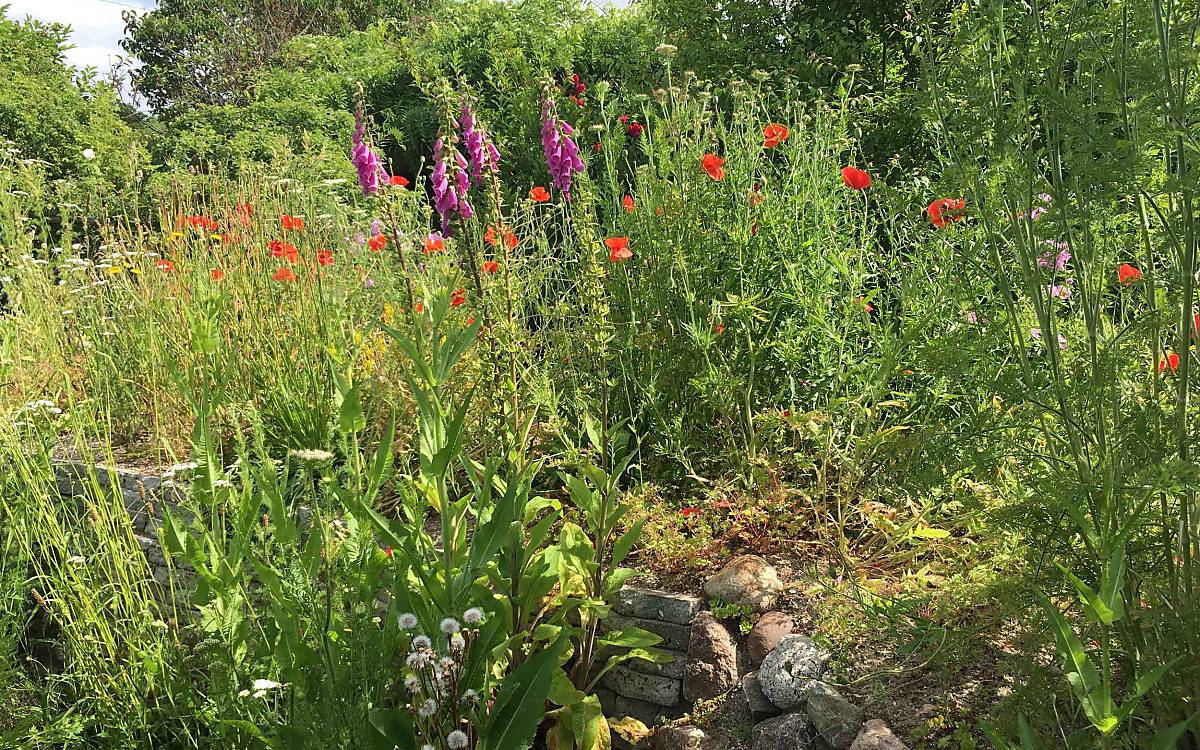 Eine mit Wildblumen bewachsene Trockenmauer bietet zusätzlich zum Lebensraum auch Nahrung für Insekten.