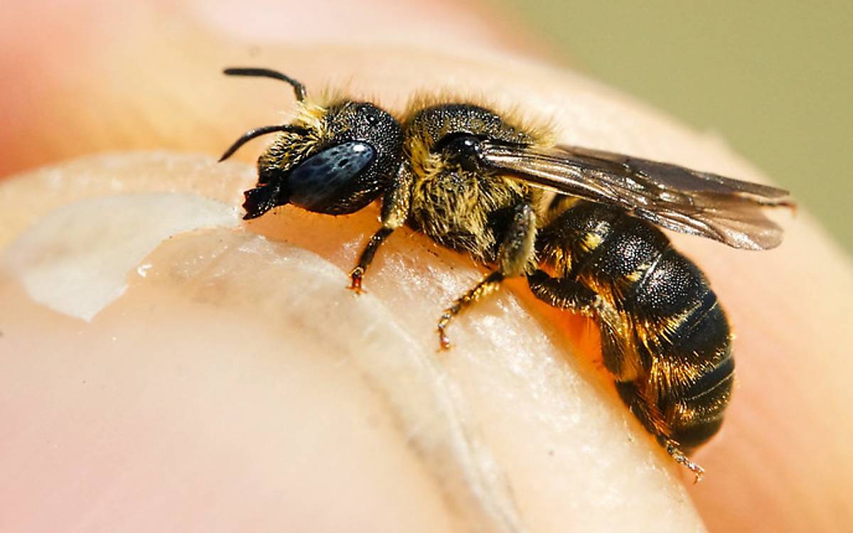 Eine besondere Entdeckung auf den von uns betreuten Flächen ist die Bedornte Schneckenhausbiene (Osmia spinulosa). Die Weibchen legen ihre Nester in leeren Schneckenhäusern an.