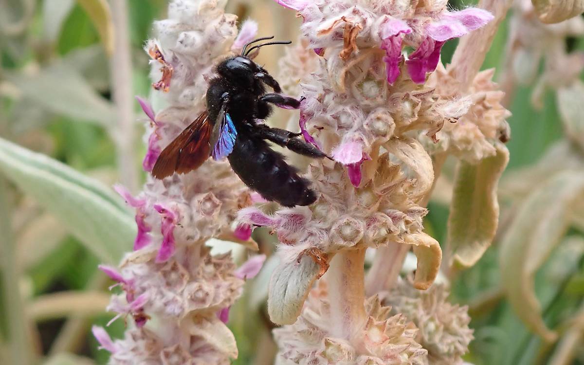 Die Blauschwarze Holzbiene (Xylocopa violacea) ist die Wildbiene des Jahres 2024.