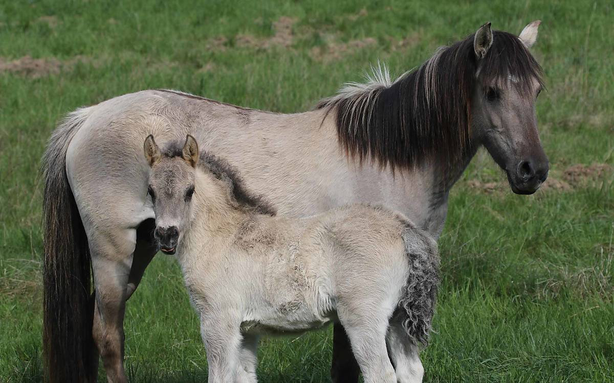 konik-stute-mit-fohlen