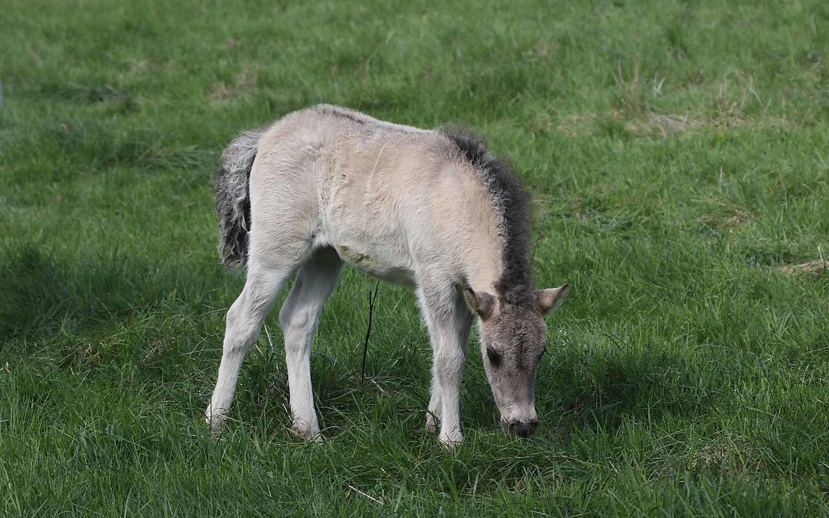 konik-fohlen