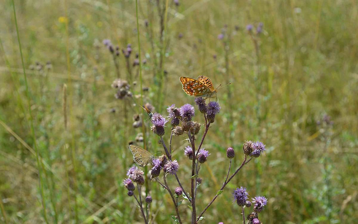 Der Perlmuttfalter (Speyeria aglaja) futtert den Nektar der Flockenblume.