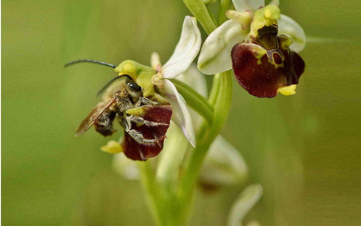 Eine Langhornbiene auf einer Hummel-Ragwurz