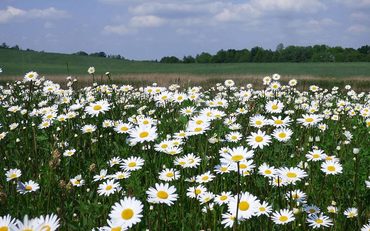 Wiesen-Margeriten