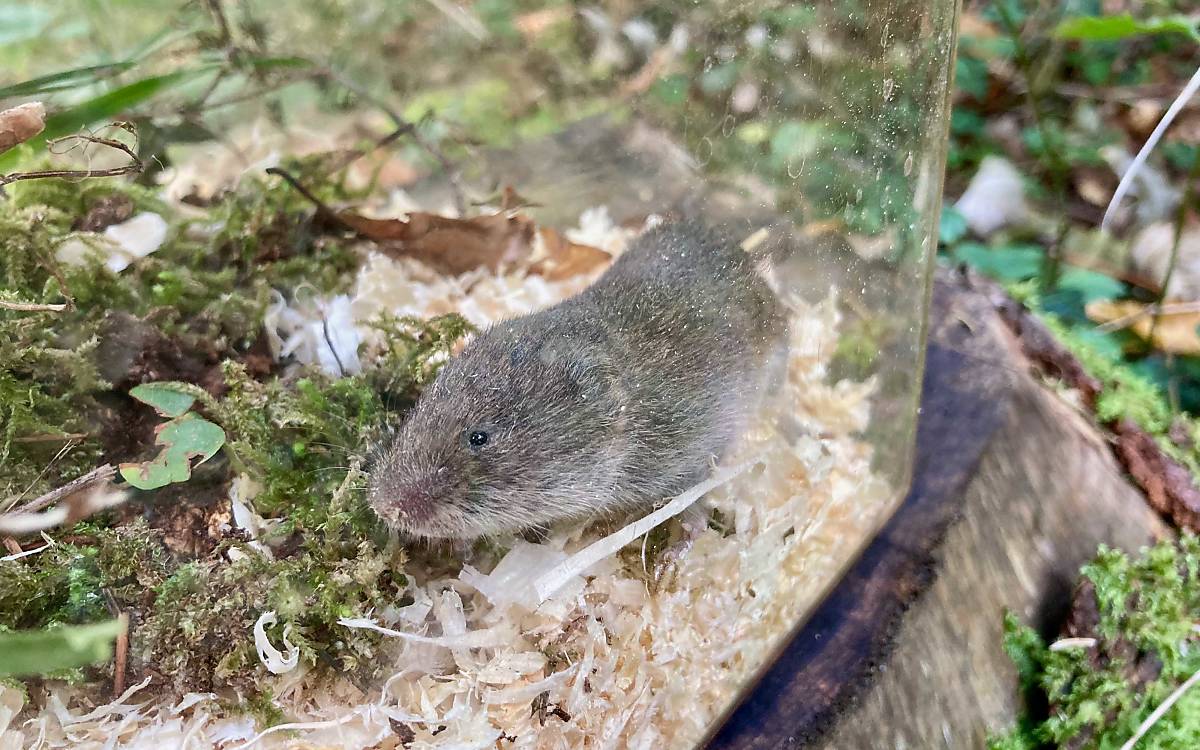 Die Bayerische Kurzohrmaus (Microtus bavaricus)