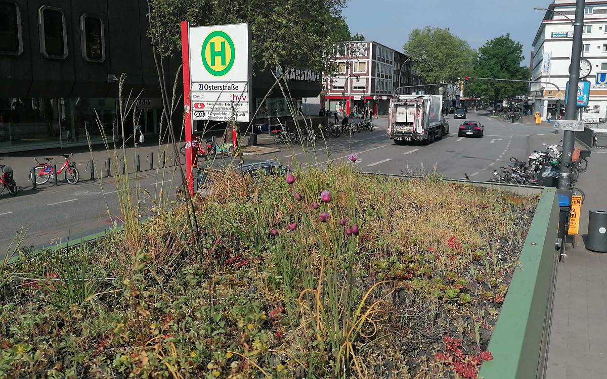 Das begrünte Wartehäuschen steht an der vielbefahrenen Osterstraße im Stadtteil Eimsbüttel.