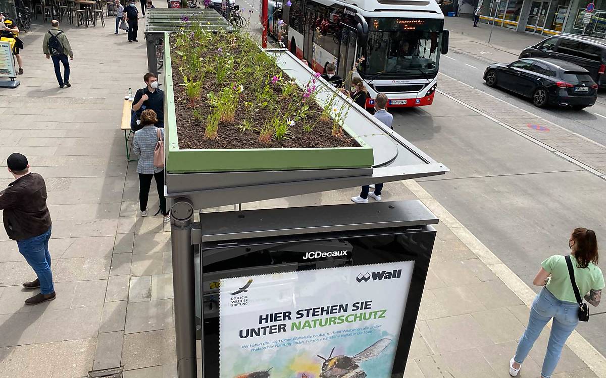 Der begrünte Fahrgastunterstand in der Osterstraße nach der Fertigstellung im Juni 2021