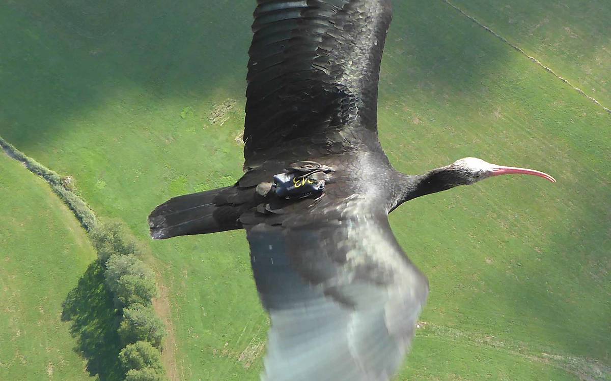 Wichtig: Die GPS-Sender stören die Waldrappe nicht beim Fliegen.