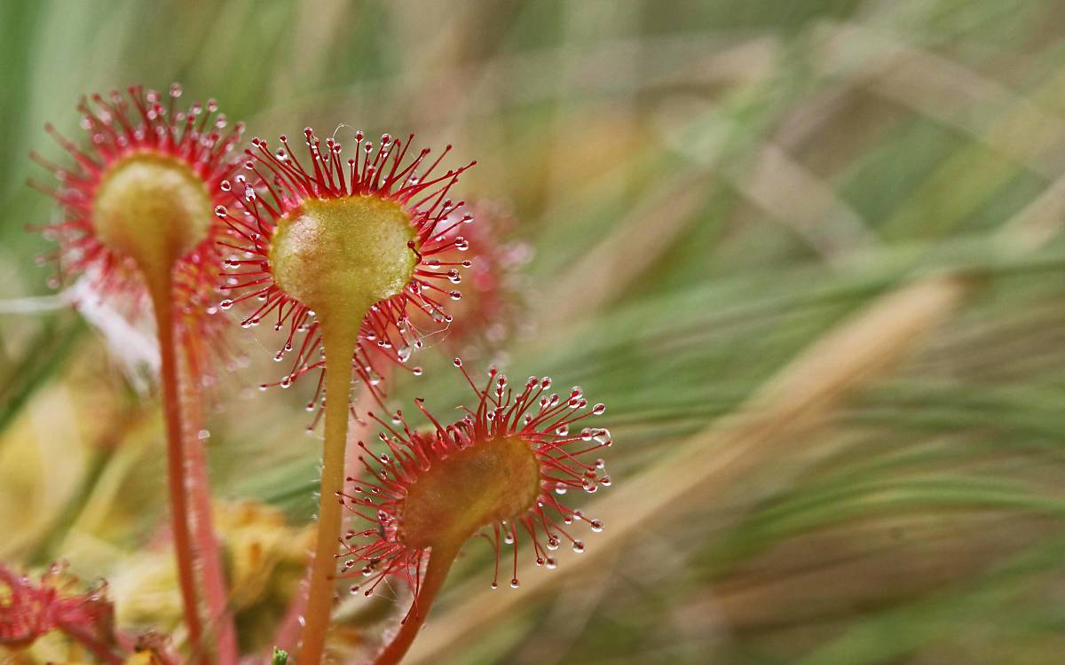 Rundblättrige Sonnentau (Drosera rotundifolia)