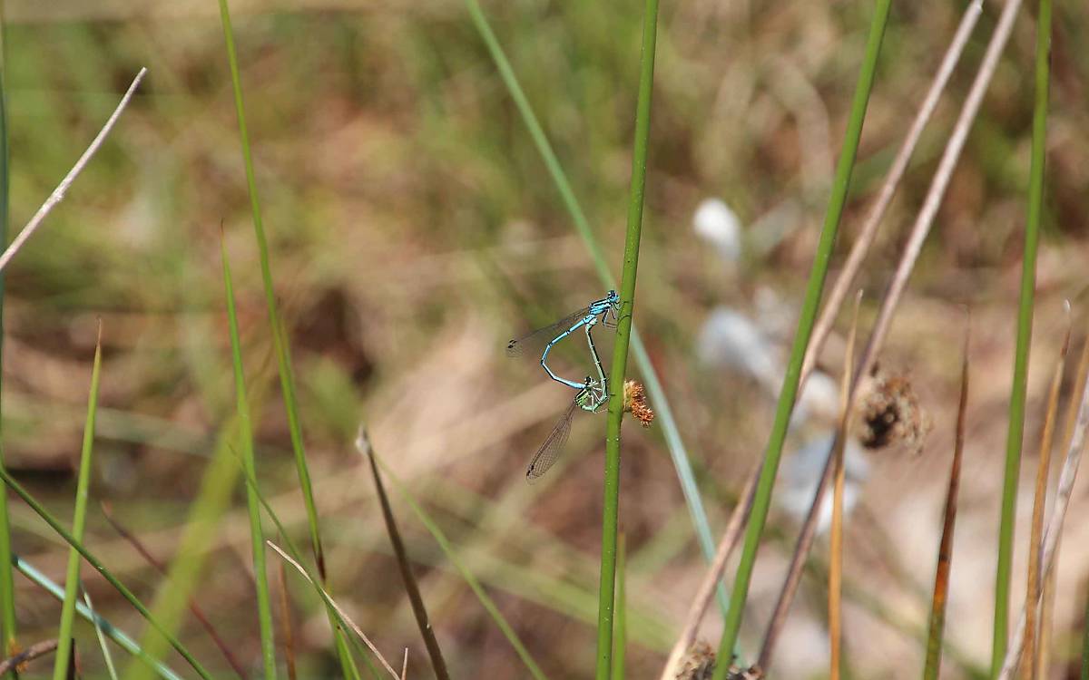 Libellen sind typische Moorbewohner. Hier verpaaren sich zwei Exemplare der Hufeisenazurjungfer (Coenagrion puella).