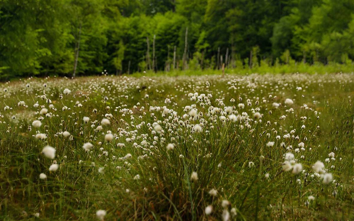 Der Sonnentau wächst ziemlich versteckt, eine Etage unter dem Scheidigen Wollgras (Eriophorum vaginatum).