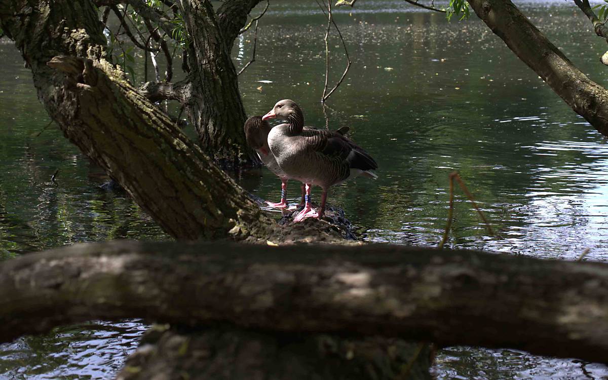 Während der Mauser kann die Graugans nicht fliegen, hier ist sie aber sicher.