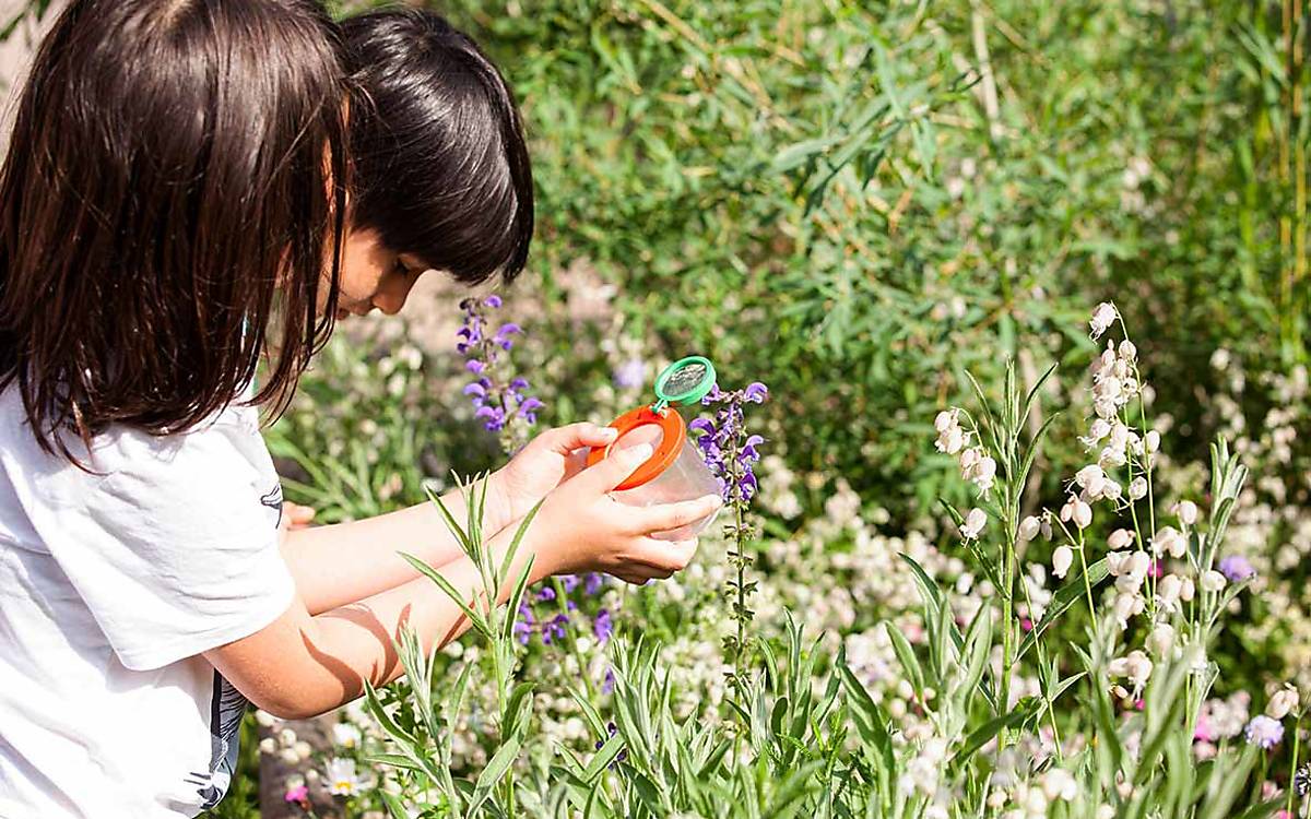 Die Kinder können auf ihrem Schulhof mitten im dicht bebauten Schanzenviertel Insekten beobachten.