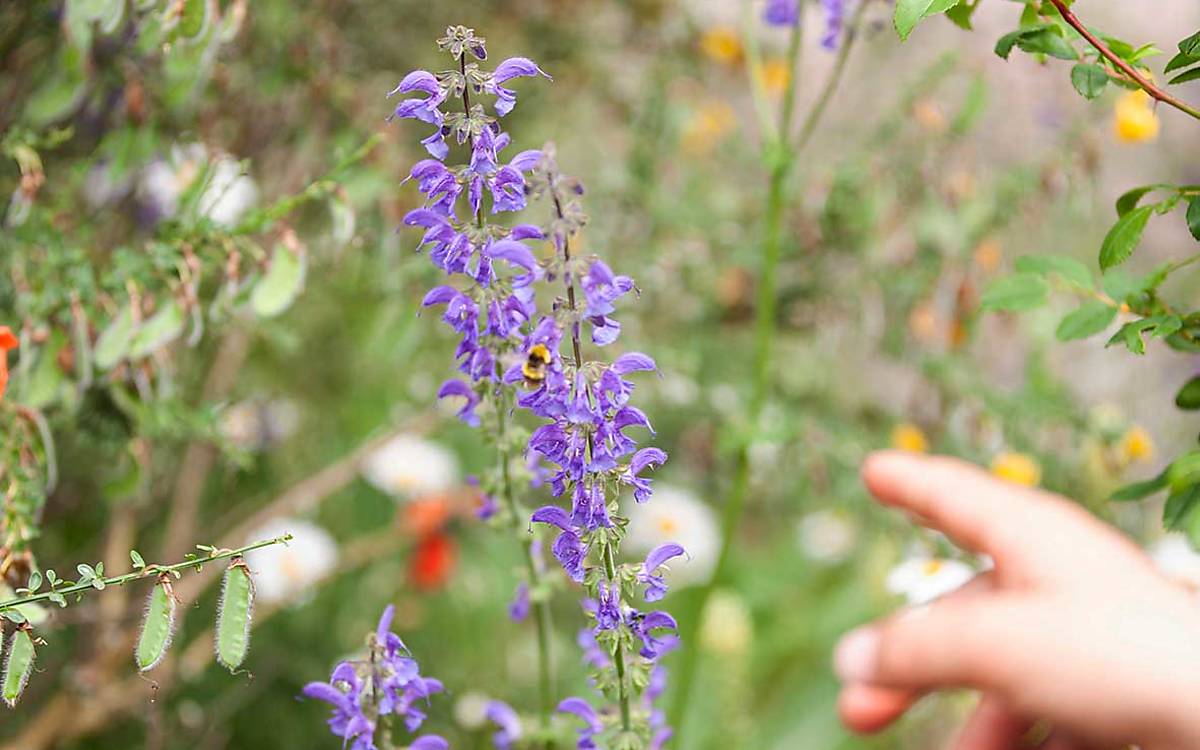 Eine Wildbiene sammelt auf einem Wiesen-Salbei Nektar und Pollen.