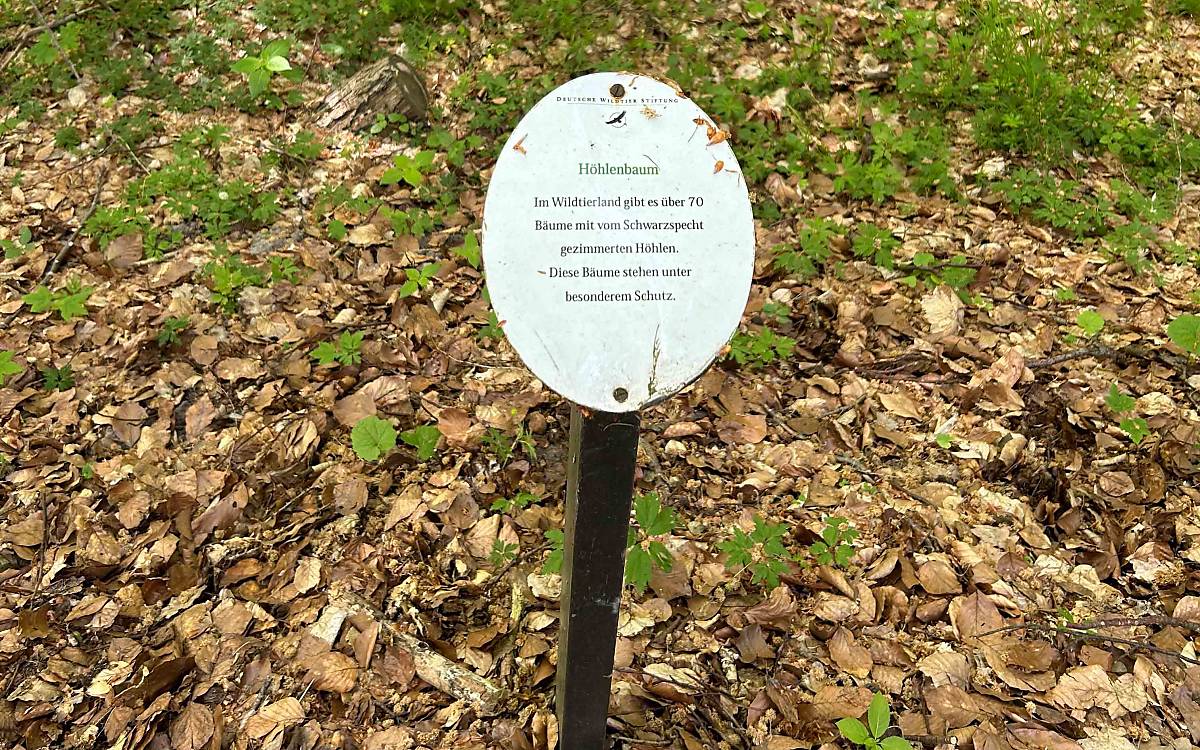 Damit Bäume mit Schwarzspechthöhlen nicht gefällt oder beschädigt werden, gibt es solche Hinweisschilder.