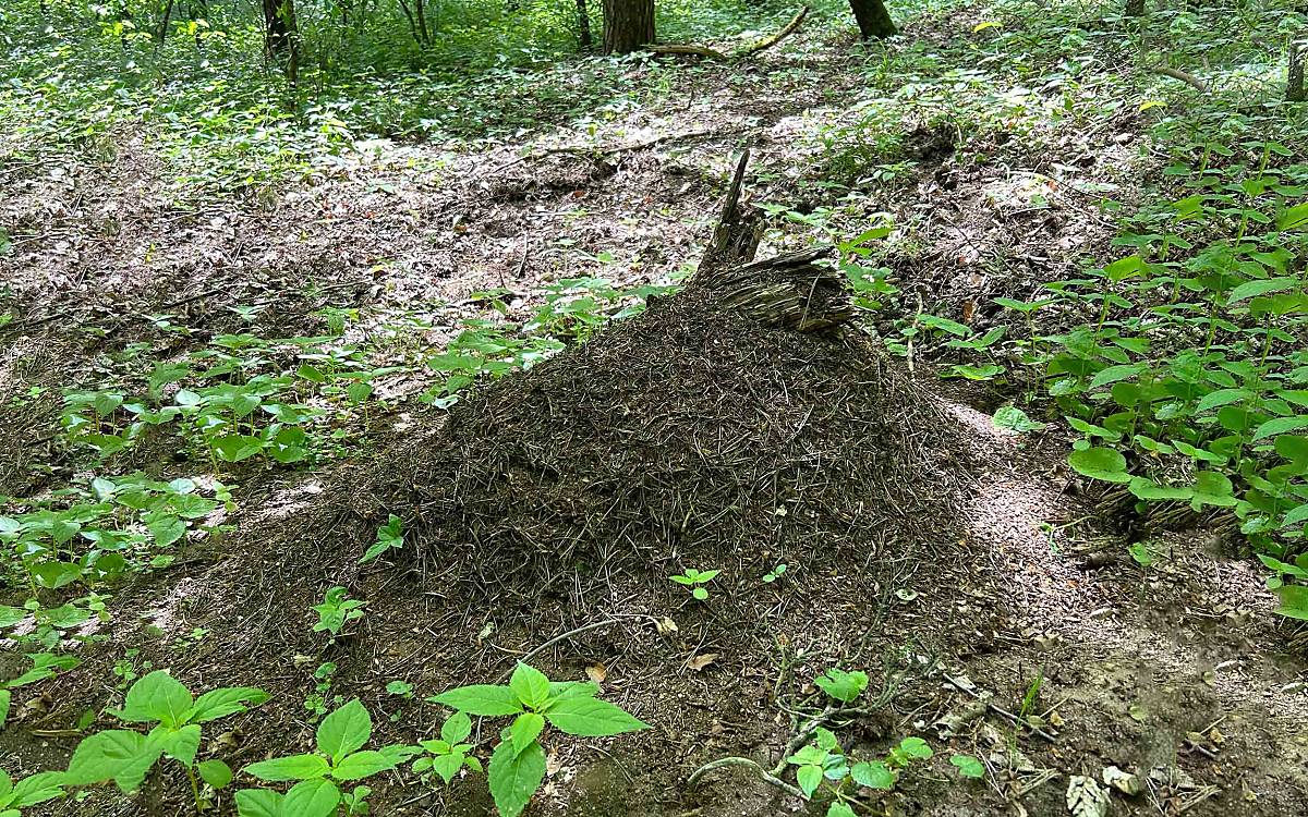 Wie Christian Vorreyer im Podcast erklärt hat, ist das Ameisennest eiförmig und nach Süden zur Sonne ausgerichtet.