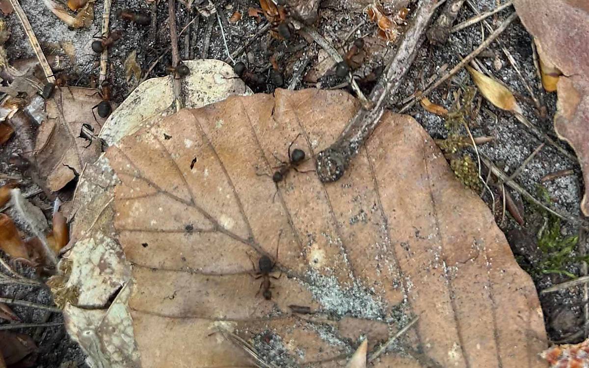 Einmal ganz nah rangezoomt: Waldameisen