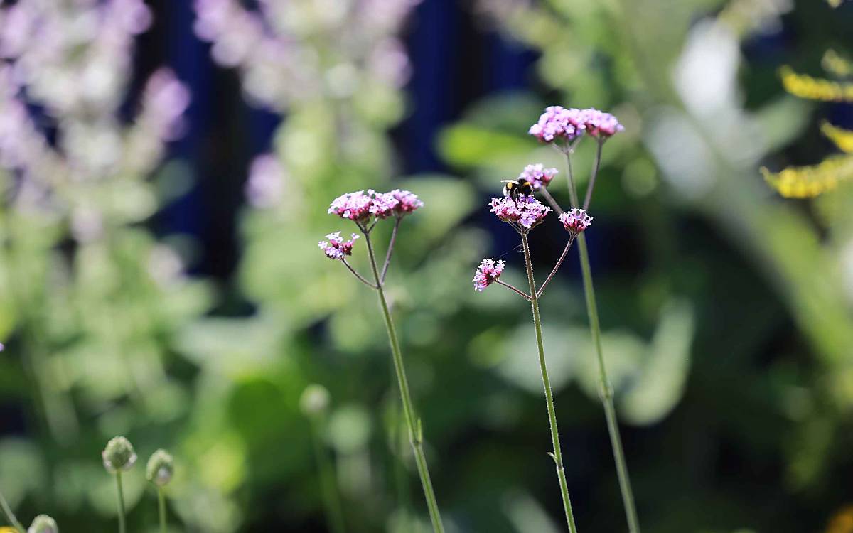 Hier zu sehen: eine Hummel auf einem Eisenkraut