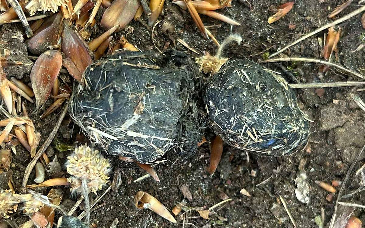 Hier kann man das Gewölle ganz nah sehen. Es könnten Federn sein, die hier zu sehen sind.