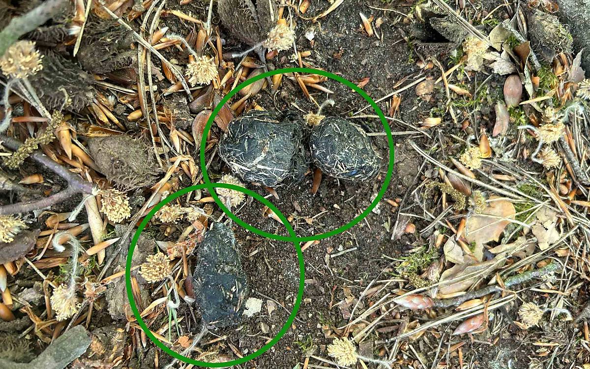 Gewölle sind ein deutlicher Hinweis dafür, dass sich ein Waldkauz hier aufgehalten hat.