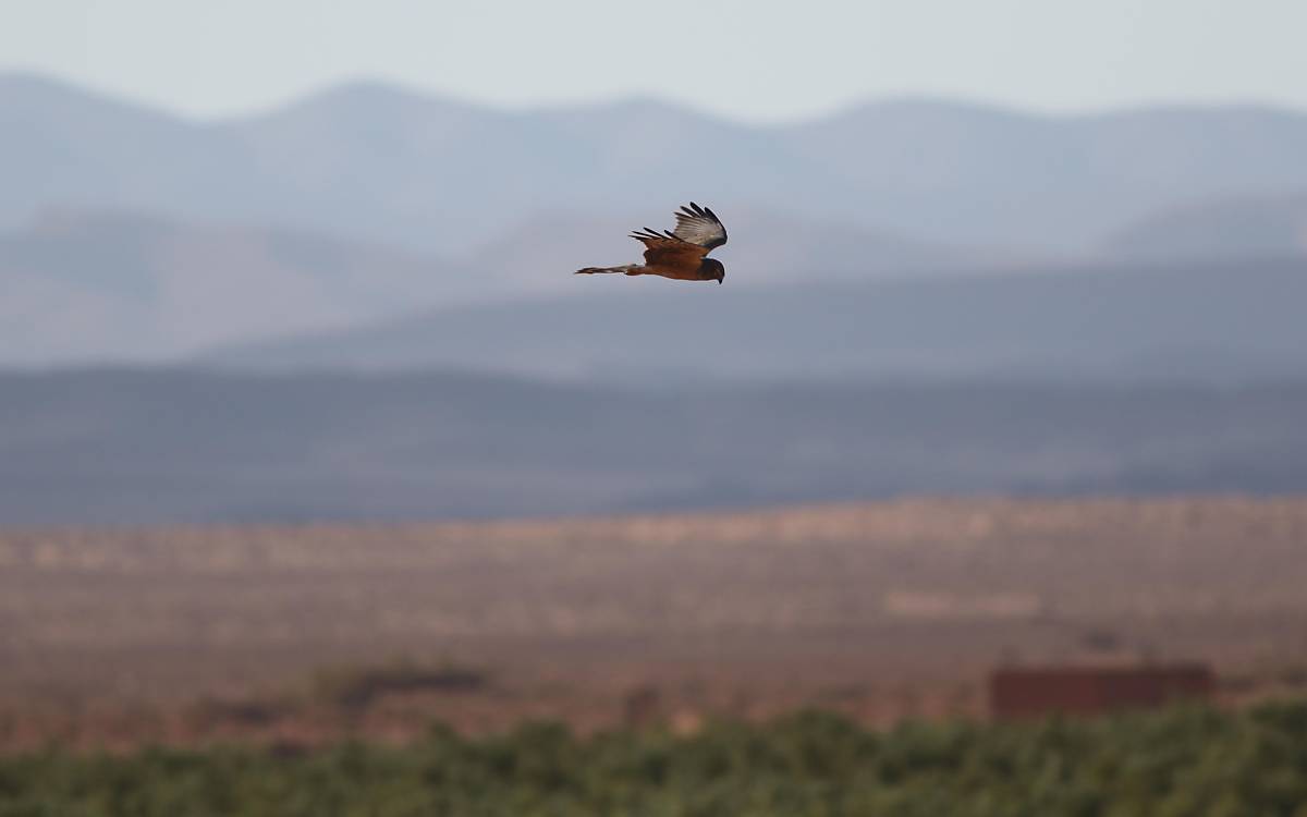 Wiesenweihe im Flug
