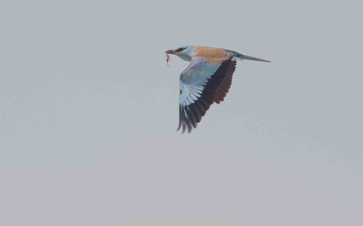 Farbenfroher Anblick: Eine Blauracke (*Coracias garrulus*) fliegt vorbei.