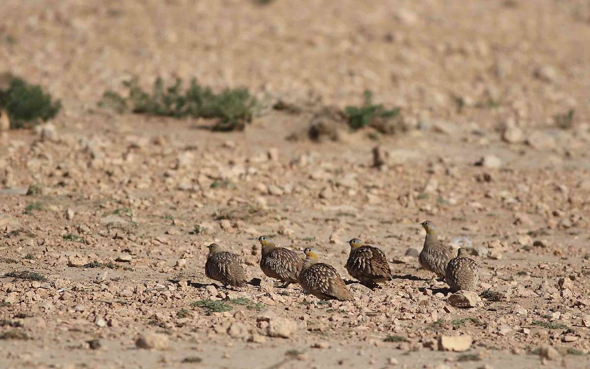 Beobachtung am Rande: eine Gruppe Kronenflughühner (*Pterocles coronatus*)