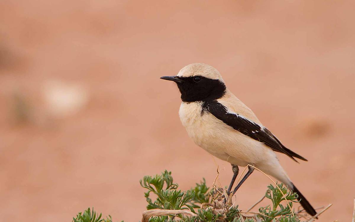 Der Wüstensteinschmätzer ist ein Vogel aus der Familie Fliegenschnäpper.