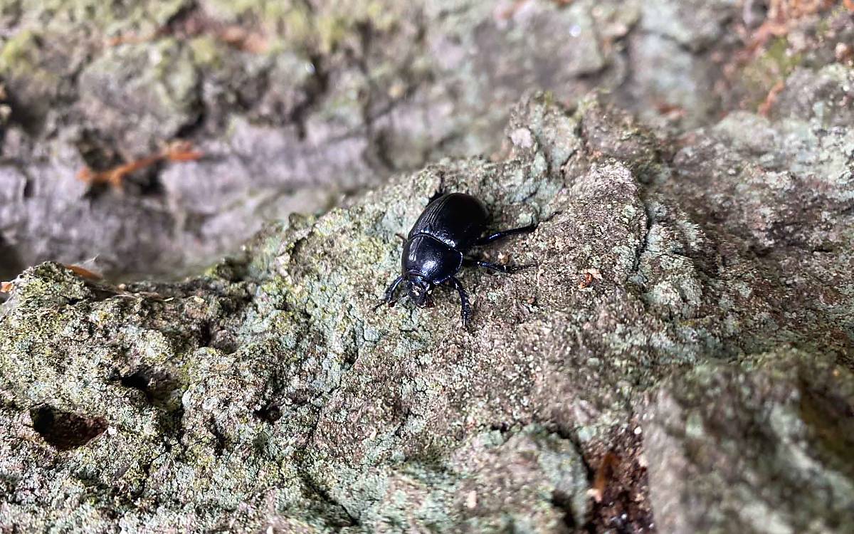 Anna hat dieses Foto von einem Mistkäfer gemacht.