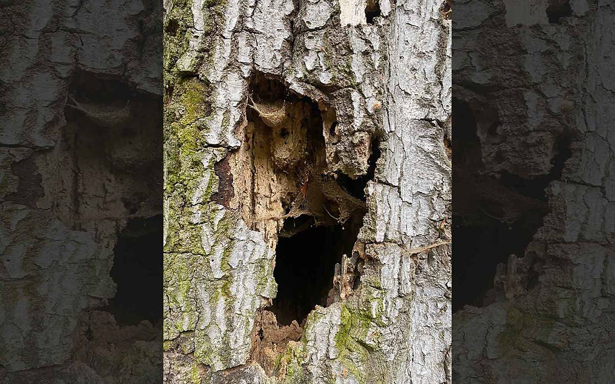 Hier kann man Mulm erkennen. Das ist weiches, zersetzes Holzmaterial.