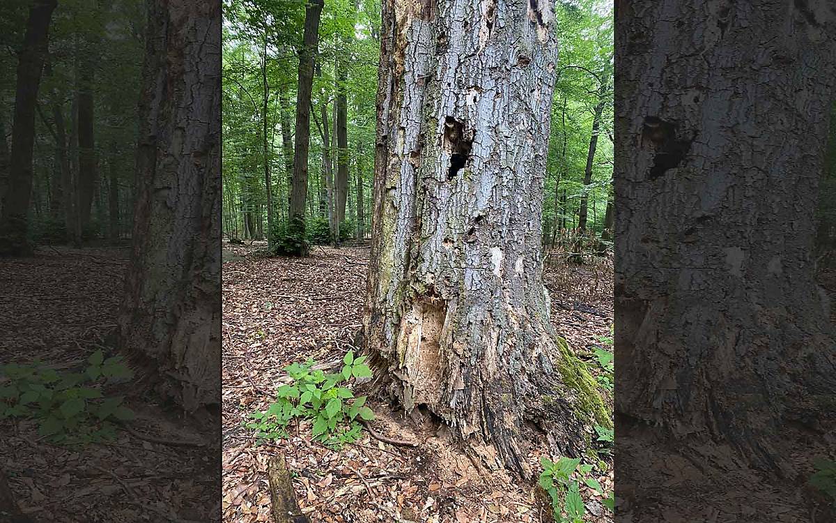 Der Stamm einer alten Buche mit Spuren von verschiedenen Wildtieren wie dem Mistkäfer.