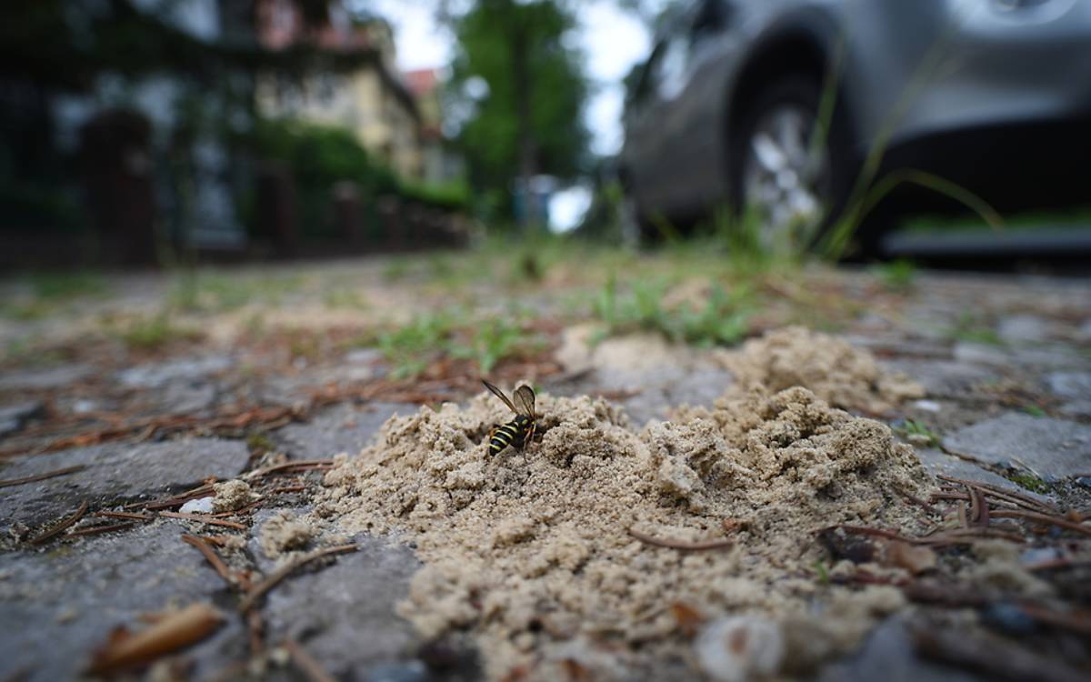 Sandknotenwespen (Cerceris arenaria) schütten kleine Häufchen auf.