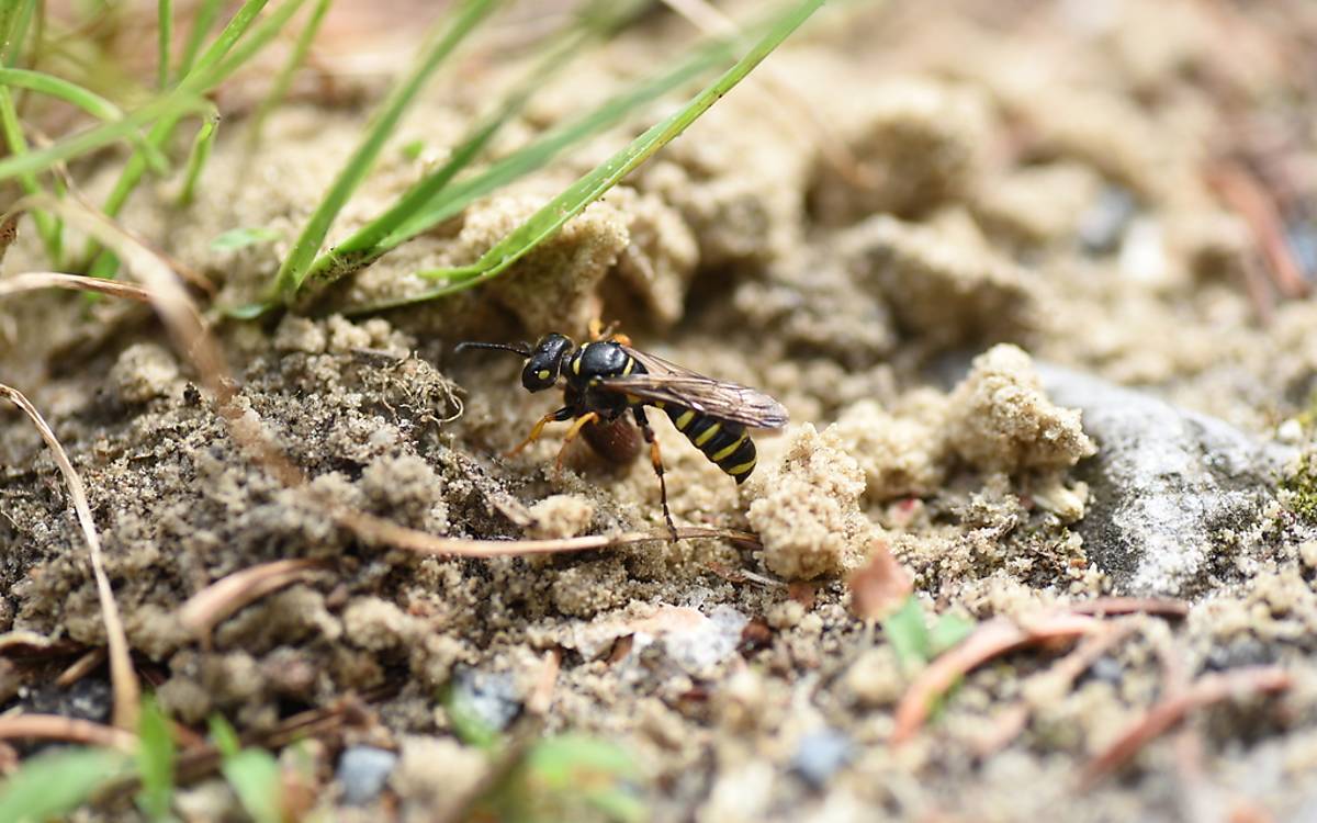 Die Beute der Sandknotenwespen sind Rüsselkäfer, die sie in ihre Nester tragen.