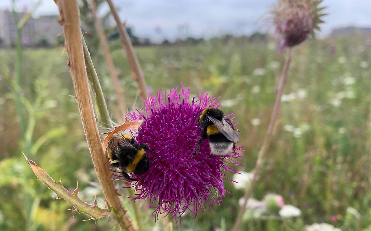 Zwei Hummeln (Bombus terrestris) auf einer Distel