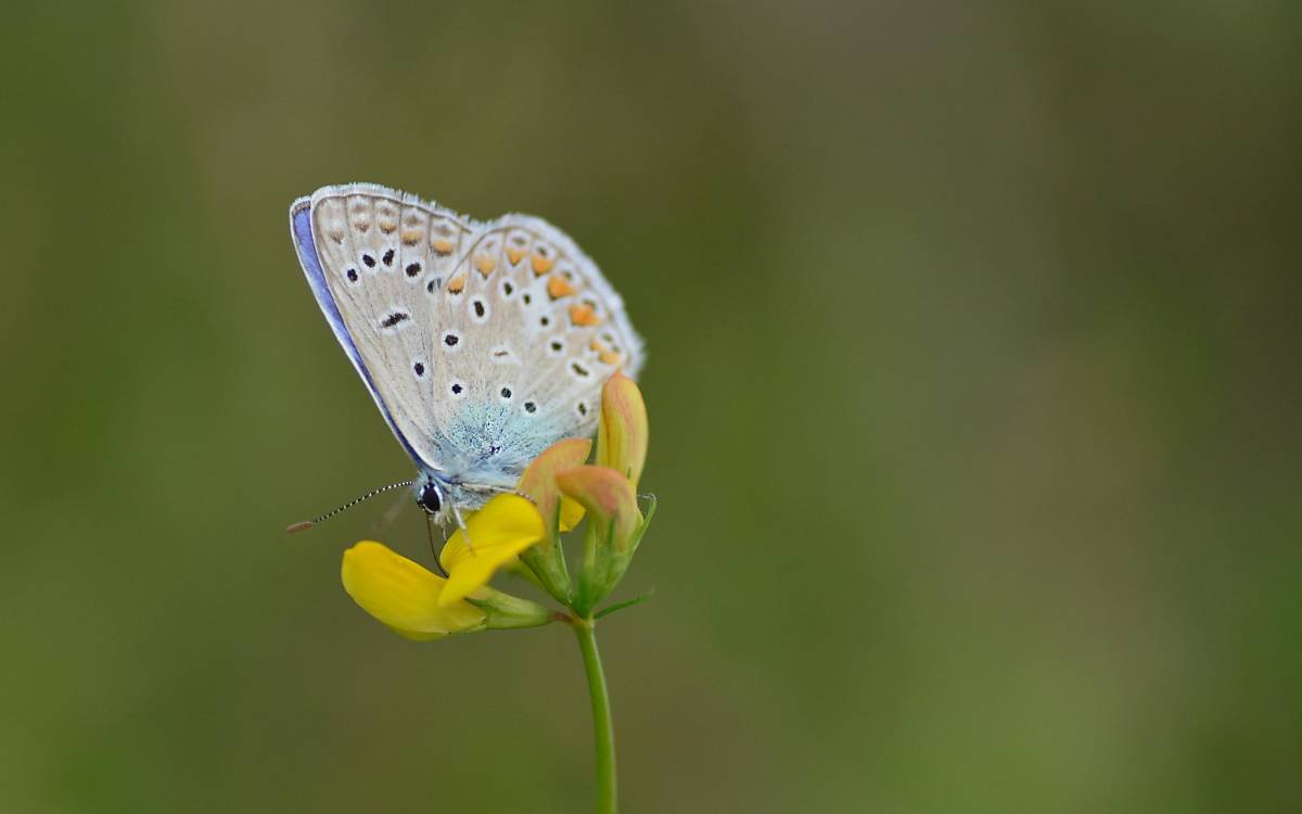 Hauhechel-Bläuling (Polyommatus icarus) saugt Nektar aus Hornkleeblüten.