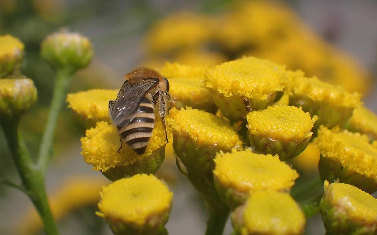 Eine Seidenbiene (Colletes daviesanus) auf einem Rainfarn