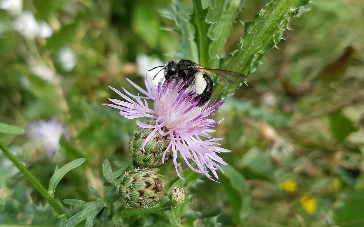 Die Schwarze Köhlersandbiene (Andrena pilipes) hat schon einiges an Pollen gesammelt.