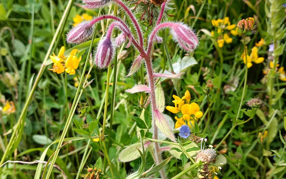 Ein echtes Multitalent: Borretsch (Borago officinalis) sieht hübsch aus, bietet eine gute Nektarausbeute und kann als Gewürz in der Küche verwendet werden.