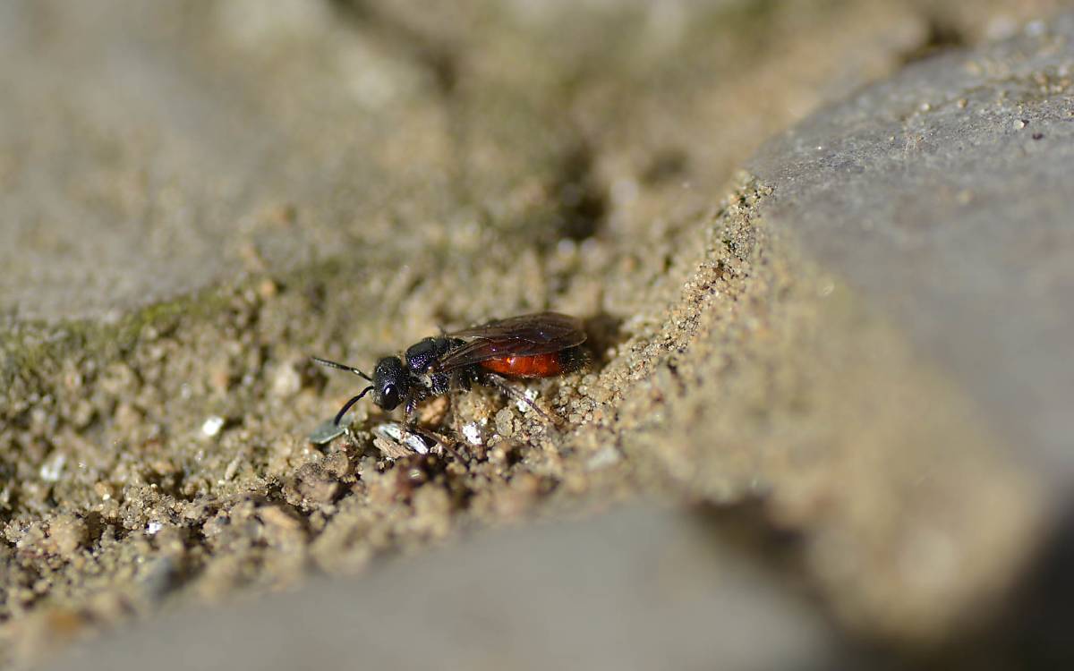 Blutbienen (Sphecodes) sind deutlich an ihrem rötlichen Hinterleib erkennbar.