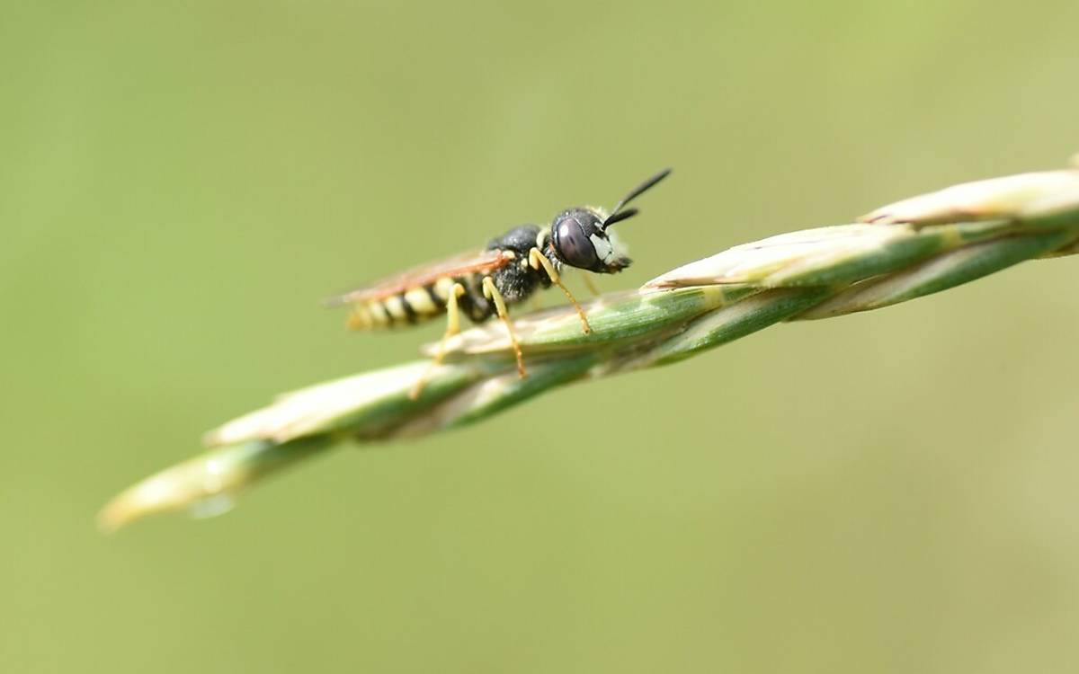 Der Bienenwolf (Philanthus triangulum) erbeutet Honigbienen mit seinen beeindruckenden Mundwerkzeugen.