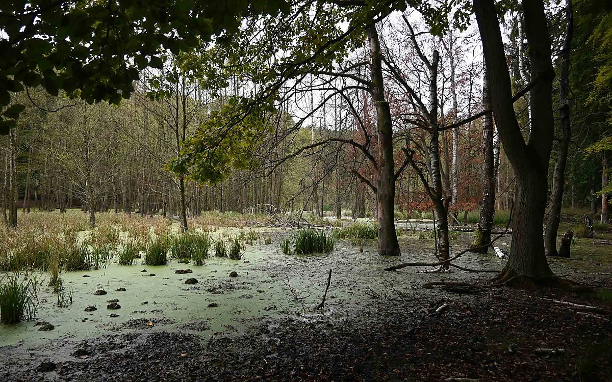 Feuchtgebiete wie dieses auf Gut Klepelshagen bieten Lebensraum für Reptilien und Amphibien – und die sind Nahrung für den Schreiadler.