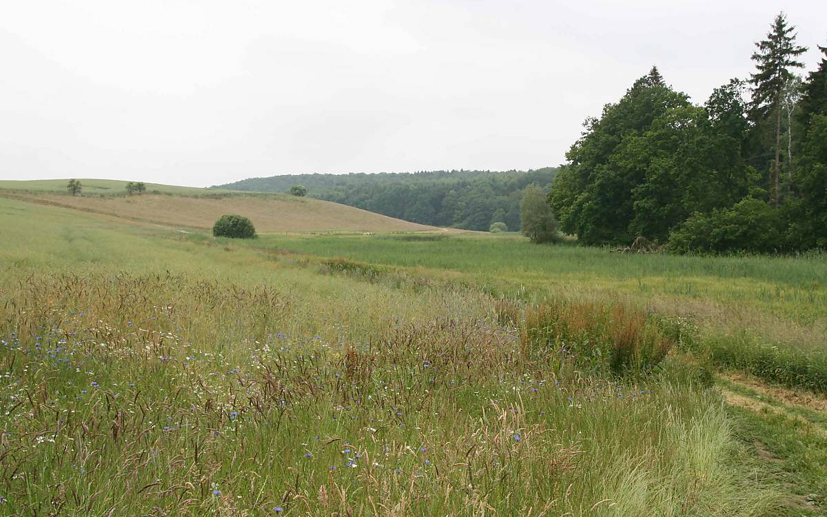 Der Schreiadler braucht Grünland oder Brachflächen in Waldnähe, um zu jagen. Auch solche Strukturen findet er in Klepelshagen.