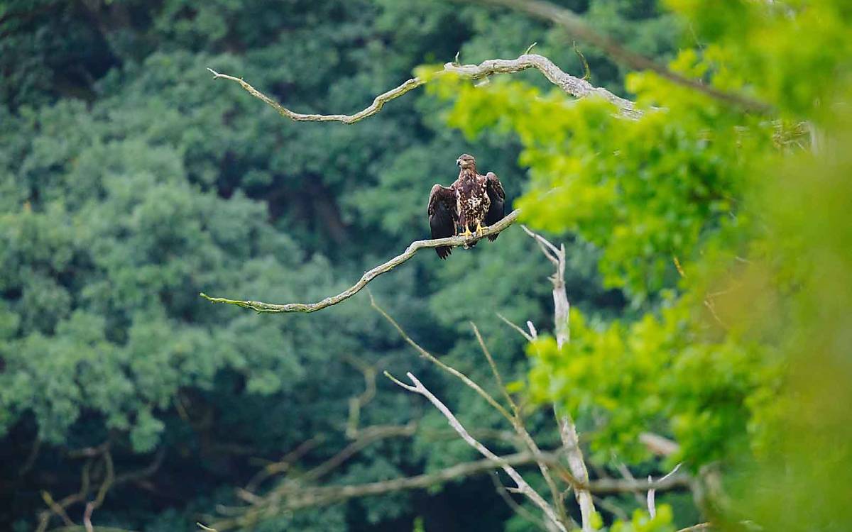 Gleich hebt er ab: Ein junger Schreiadler bereitet sich auf den Abflug vor.