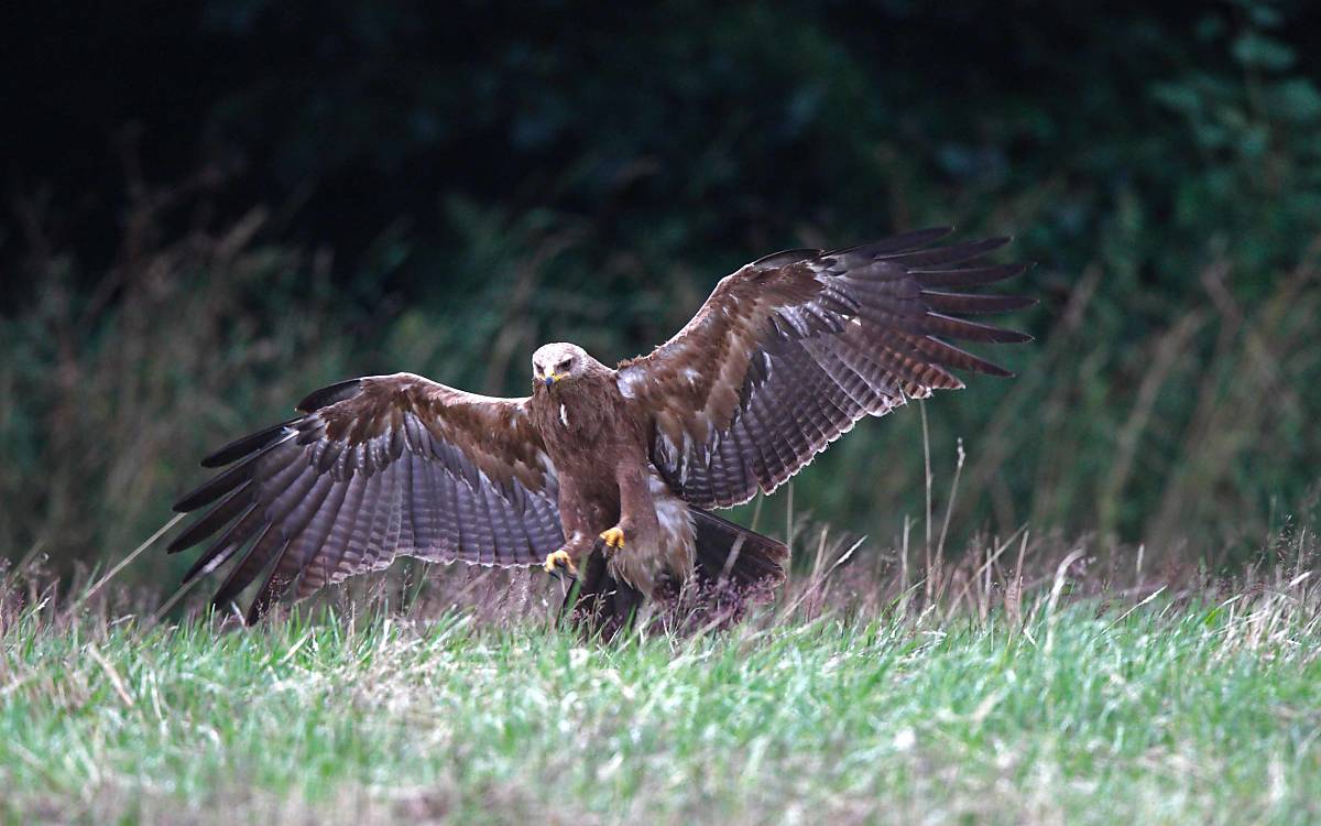 Schreiadler jagen auch häufig am Boden