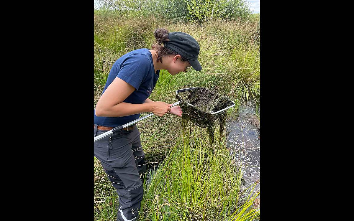 Hier hat Sofia den Kescher durchs Wasser gezogen. Leider ist keine Libellenlarve darin, sondern nur eine Menge Grünzeug.